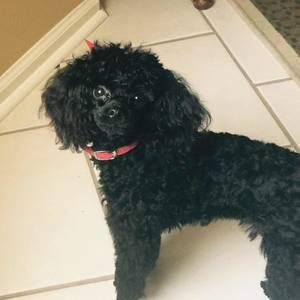 Meet your Posher, Sandra jackson